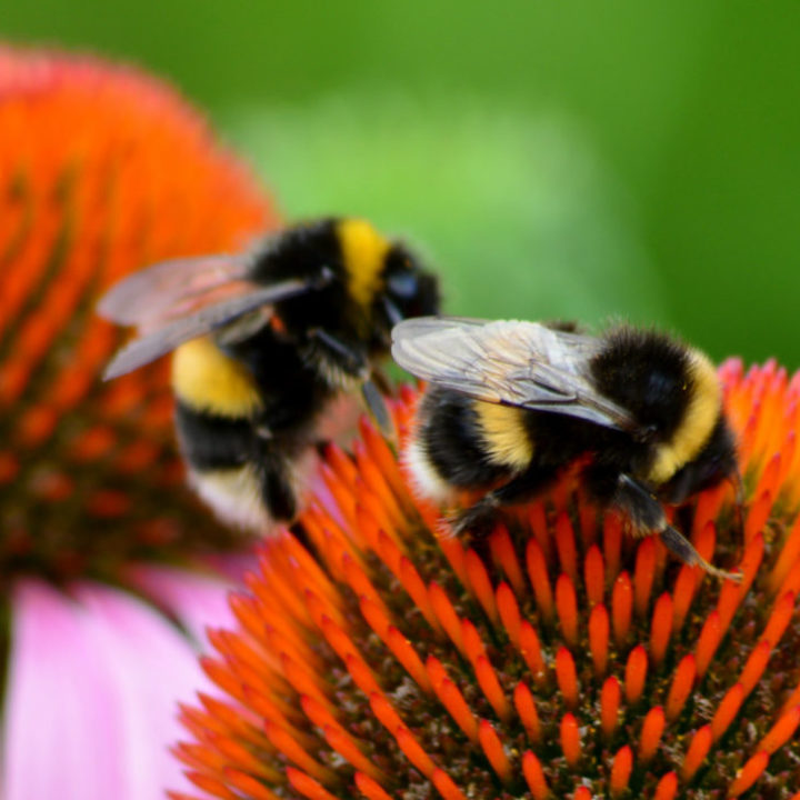 Buff Tailed Bumblebee