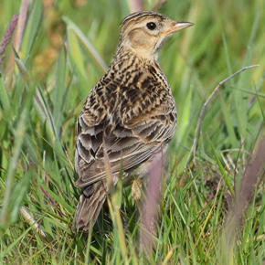 Skylark by Matthew Stadlen