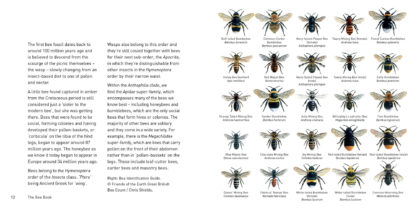 The Bee Book Inside Pages 1