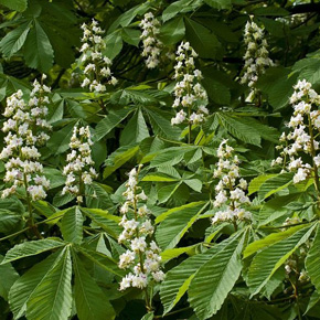 Horse Chestnut in Flower