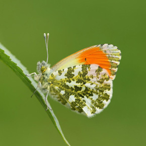 Orange Tip Butterfly 2 2