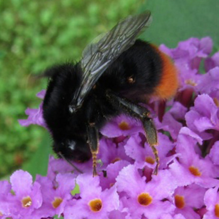 Red Tailed Bumble Bee