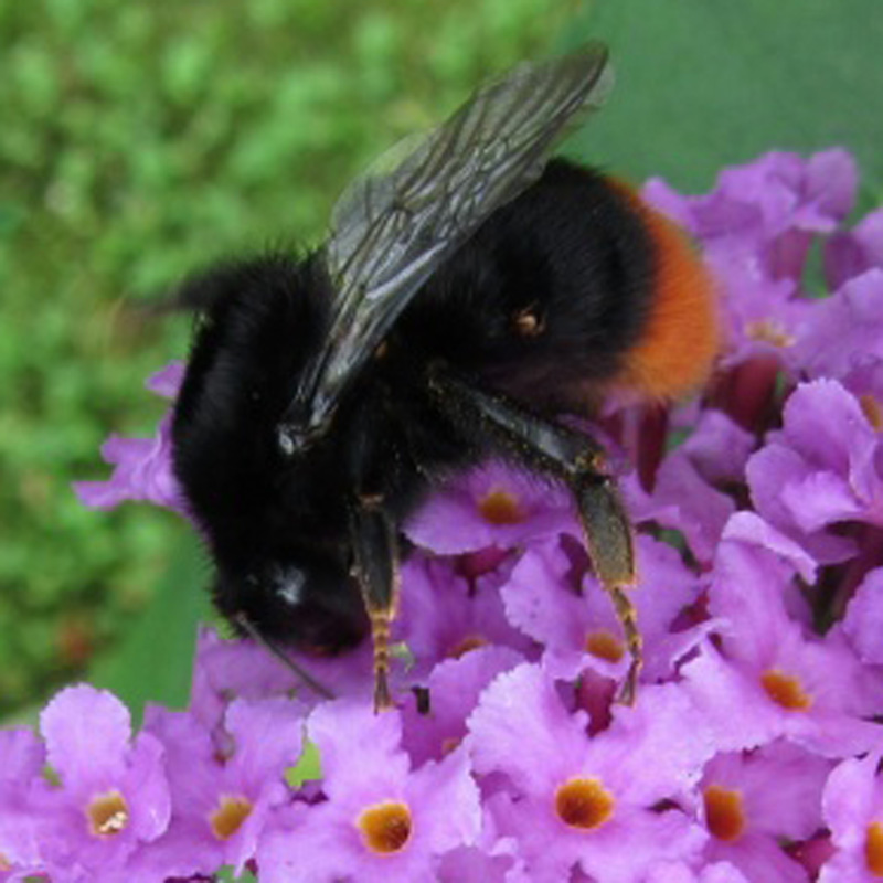 Red Tailed Bumblebee — Great Outdoors