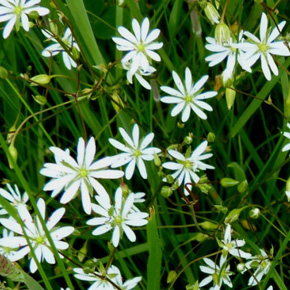 Stitchwort