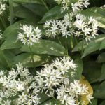 Wild Garlic