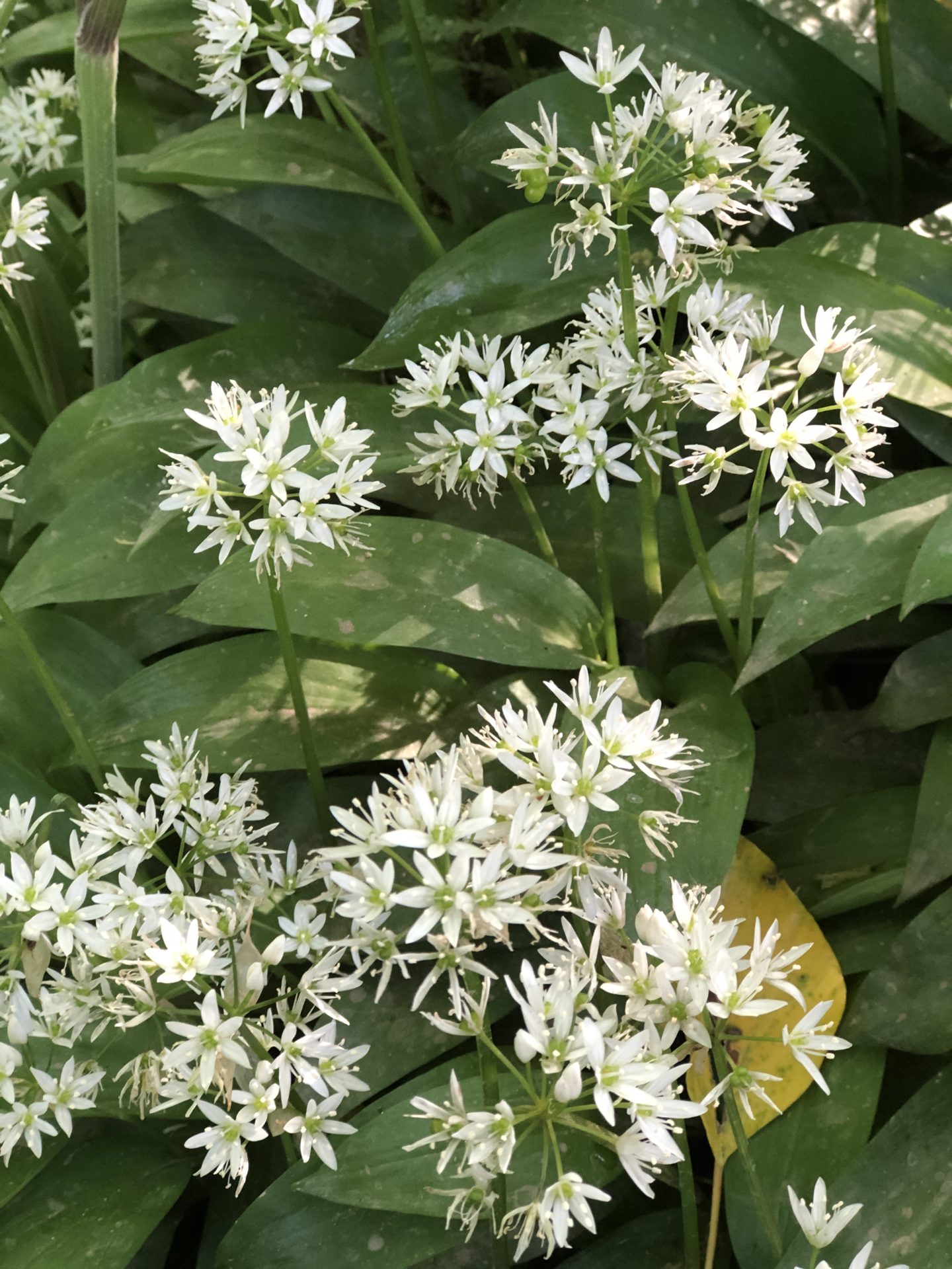 Wild Garlic Butter — Great English Outdoors