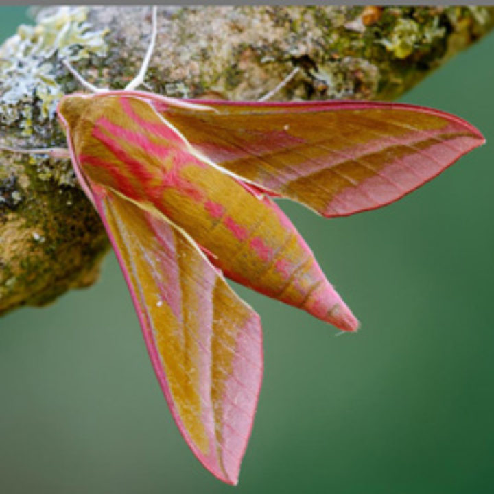 Elephant Hawk Moth