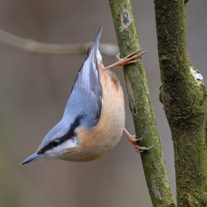 Nuthatch