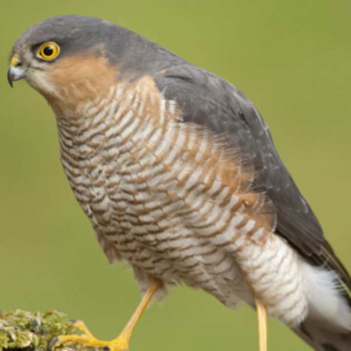 Sparrowhawk