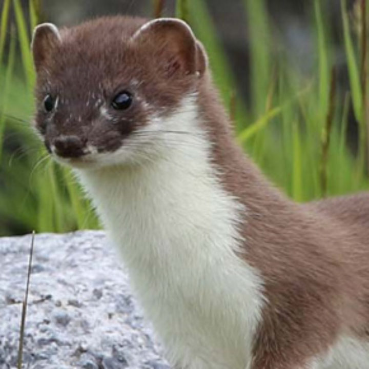 Stoat