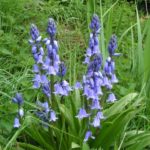 Spanish Bluebells