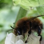 Hairy Footed Flower Bee