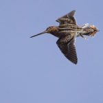 Snipe in flight