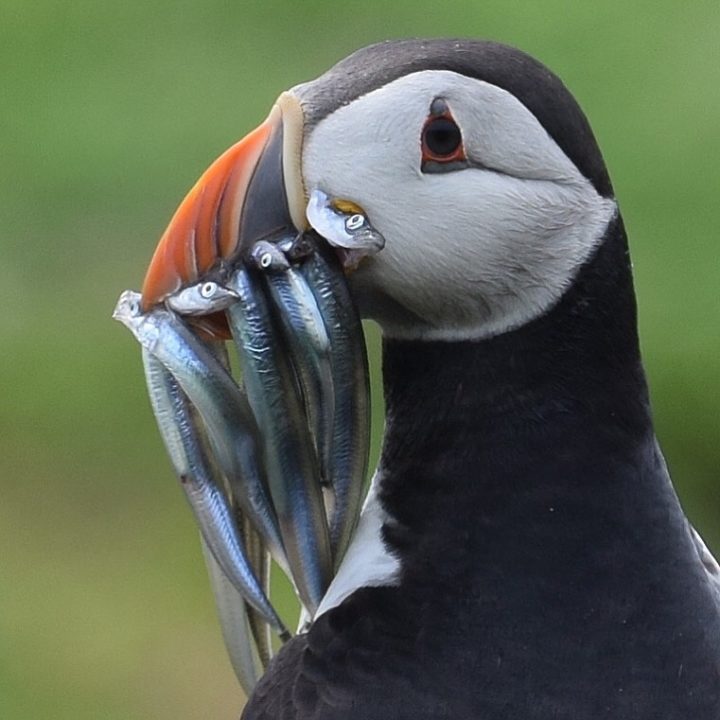 Puffin with Sand Eels