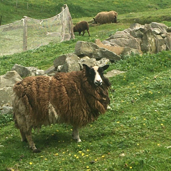 Shetland Sheep