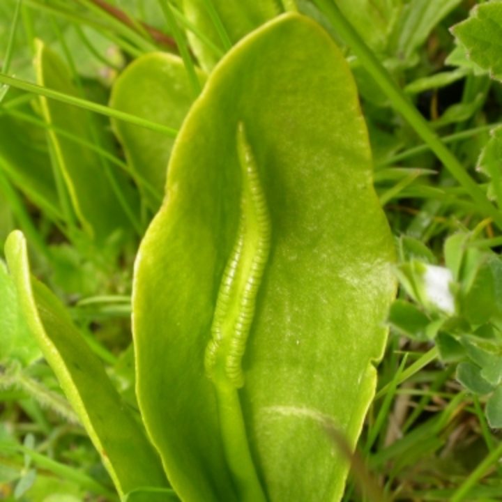 adders tongue fern