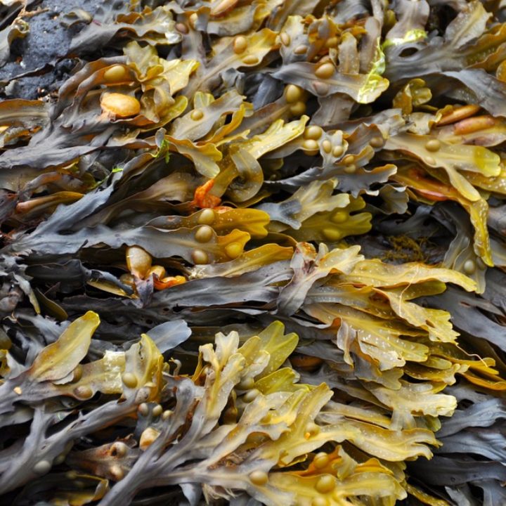 seaweed