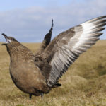 The Bonxie or Great Skua