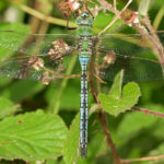 Emperor Dragonfly m dorsal. steve plume e1593774349793