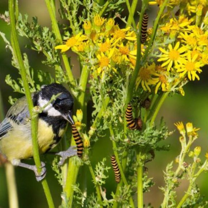 Great tit eating cinnabar moth caterpillars on ragwort 1200crop© Martin Bennett