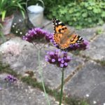 Painted Lady Butterfly