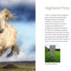 The Native Pony Book Inside Pages 2