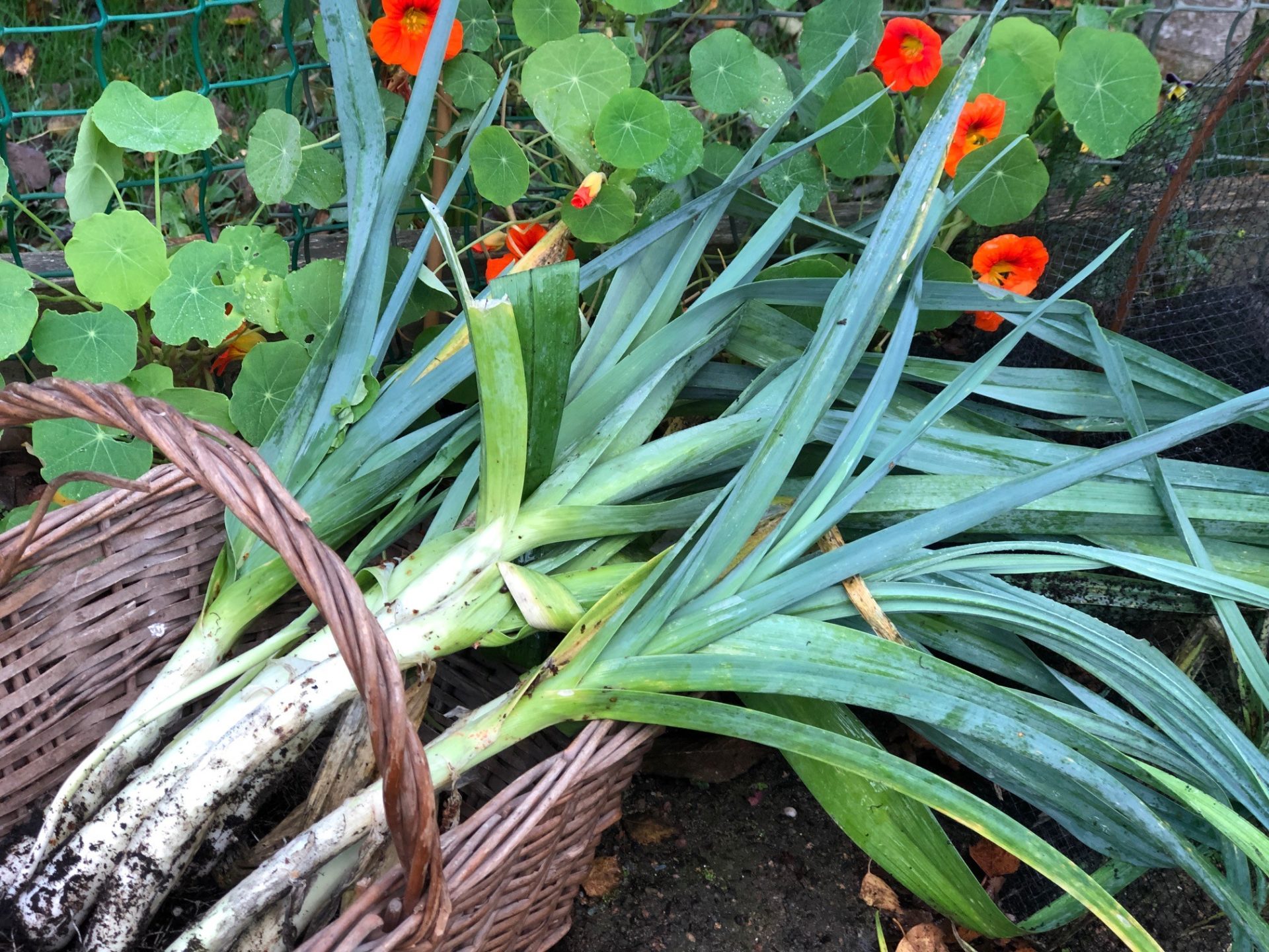 Seasonal Recipe Leek Soup — Great English Outdoors