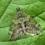 Red Green Carpet Moth 