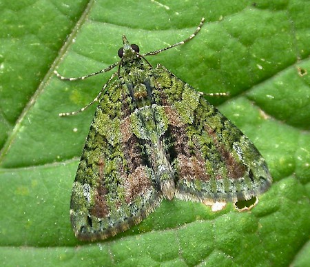 Red Green Carpet Moth