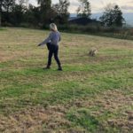 Sowing yellow rattle