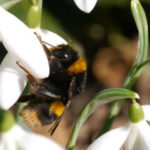 Winter Active Bumblebees