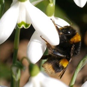 Winter Active Bumblebees Blog