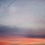 skein of geese