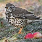 mistle thrush 