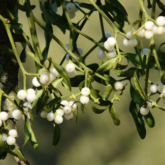 mistletoe berries335