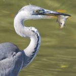 Grey Heron by Matthew Stadlen