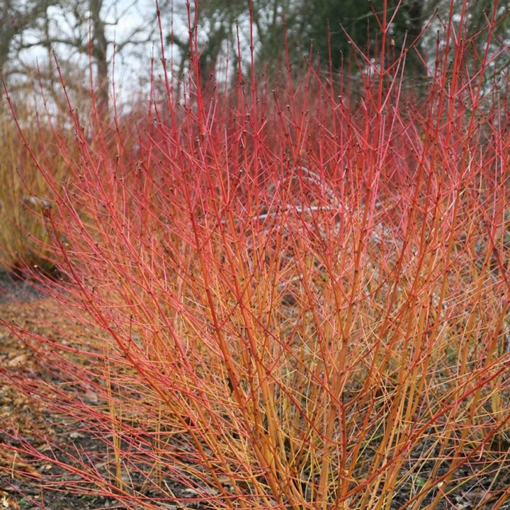 cornus sanguinea