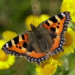 small tortoiseshell butterfly