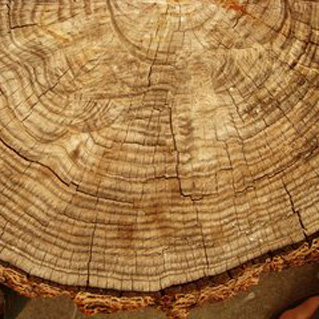 tree ring