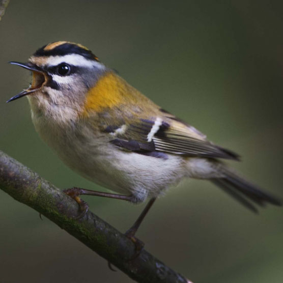 The Firecrest