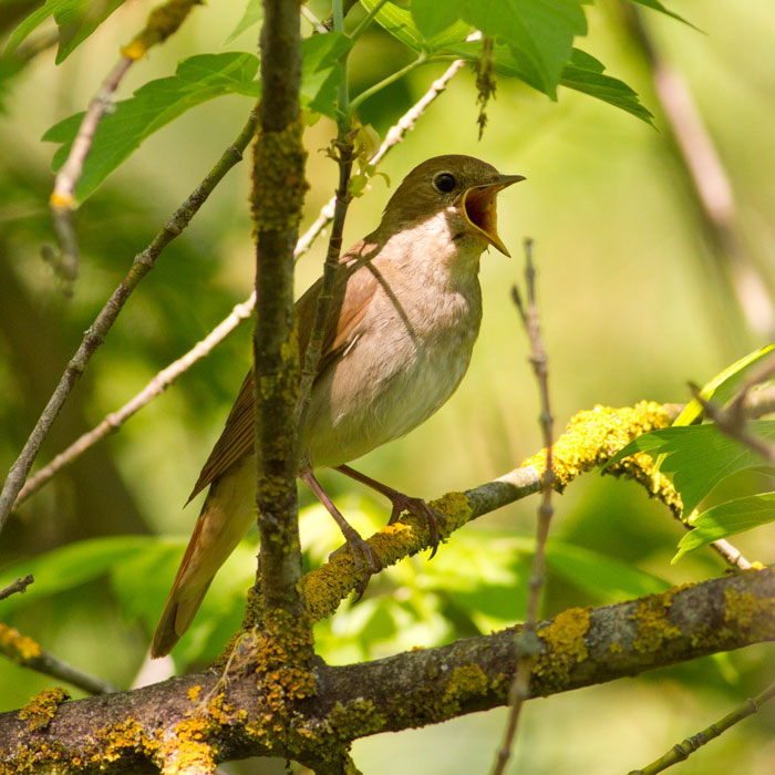 Nightingale by Yuriy Balagula