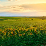 Sunflowers in Ukraine by Bogdan Pigulyak 1