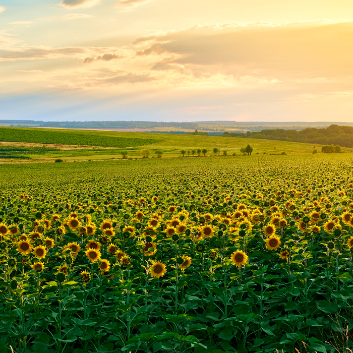 Sunflowers in Ukraine by Bogdan Pigulyak 1