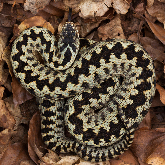 Adder photo by Jamie Hall edit