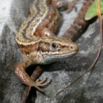 Common Lizard by Steve McWilliam