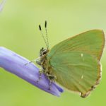 green hairstreak callophrys rubi by Iain Leach