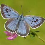 large blue butterfly