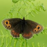 Scotch Argus