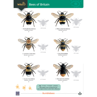 Bees of Britain FSC Guide
