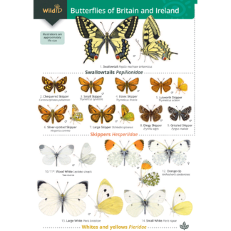 Butterflies of Britain and Ireland FSC Guide